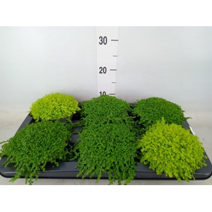 Soleirolia soleirolii   ...mix 2