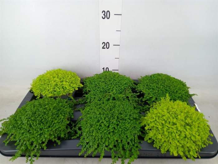 <h4>Soleirolia soleirolii   ...mix 2</h4>