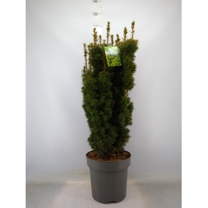 Taxus baccata 'David'