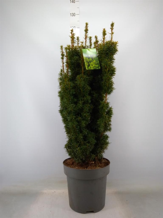 <h4>Taxus baccata 'David'</h4>