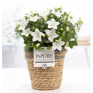 Campanula 'Atlanta' Pure Basket