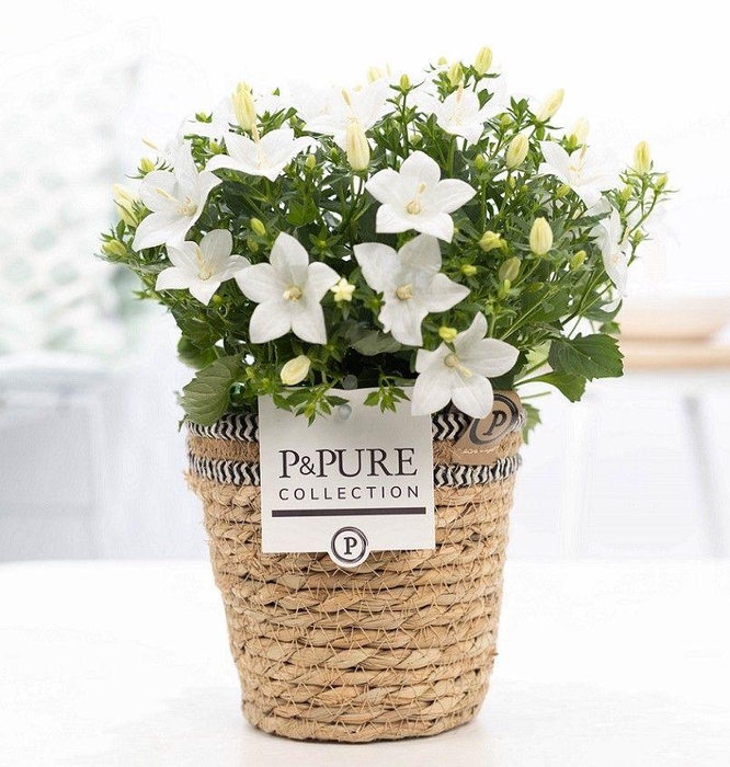 <h4>Campanula 'Atlanta' Pure Basket</h4>