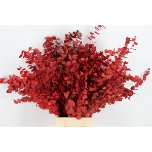 PF Euca Stuartiana Red Bs 150g