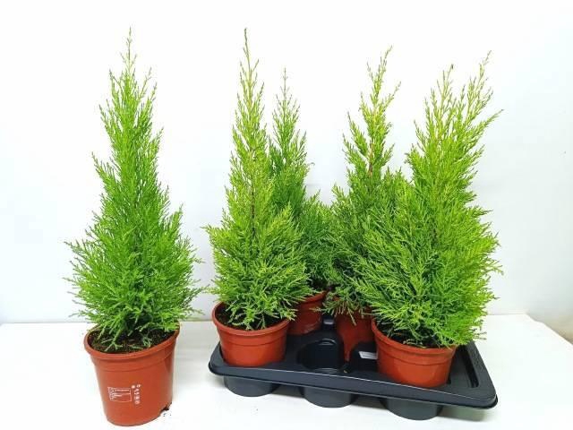 <h4>CUPR MA GOLDC WILMA</h4>