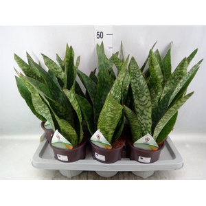 Sansevieria   ...