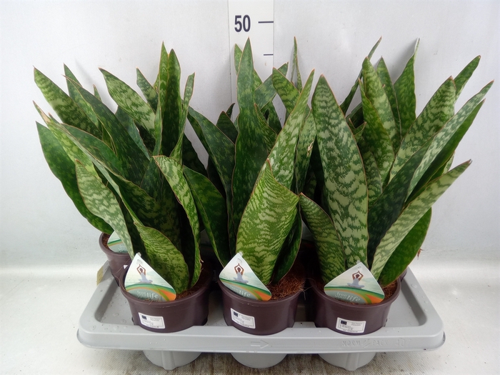 Sansevieria   ...