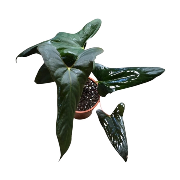 <h4>Anthurium Papillilaminum Ree Gardens x sp. Napo</h4>