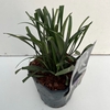 Liriope Moneymaker