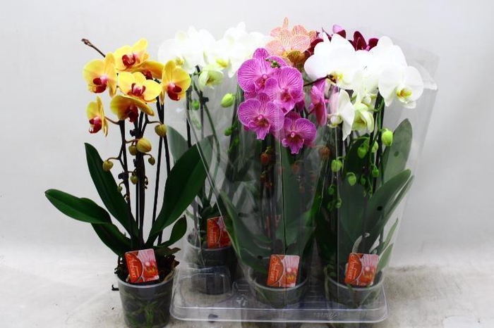 <h4>PHAL EL CASCADE</h4>