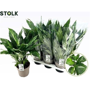 Spath Diamond Bontbladig