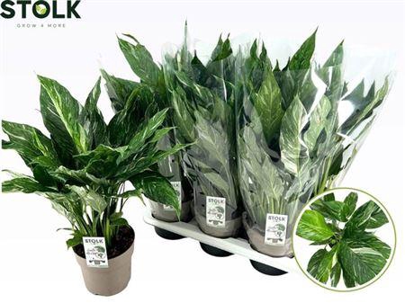 <h4>Spath Diamond Bontbladig</h4>