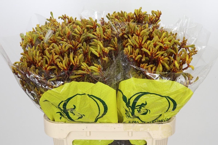 <h4>Anigozanthos Orange Velvet</h4>