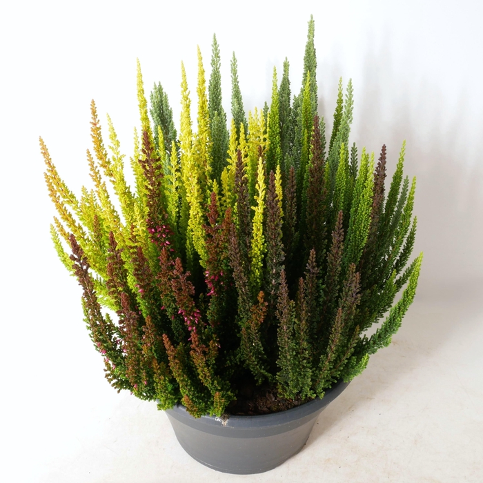 <h4>Calluna vulgaris 'Beauty Ladies' Skyline / High Five P23</h4>