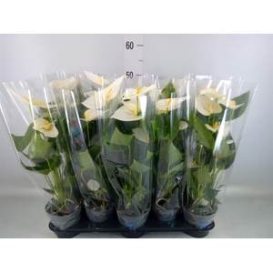Anthurium  'Karma White'