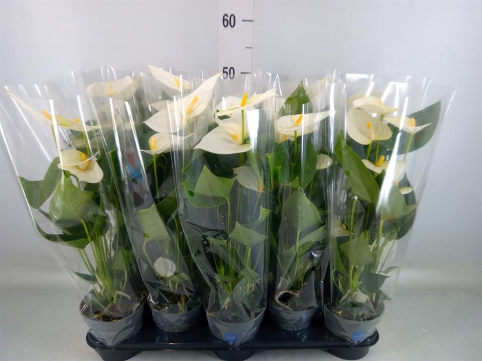 <h4>Anthurium  'Karma White'</h4>