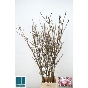 MAGNOLIA RECHT PER STEM 180CM