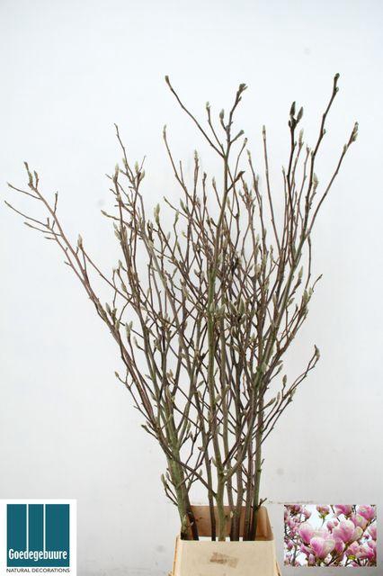 <h4>MAGNOLIA RECHT PER STEM 180CM</h4>
