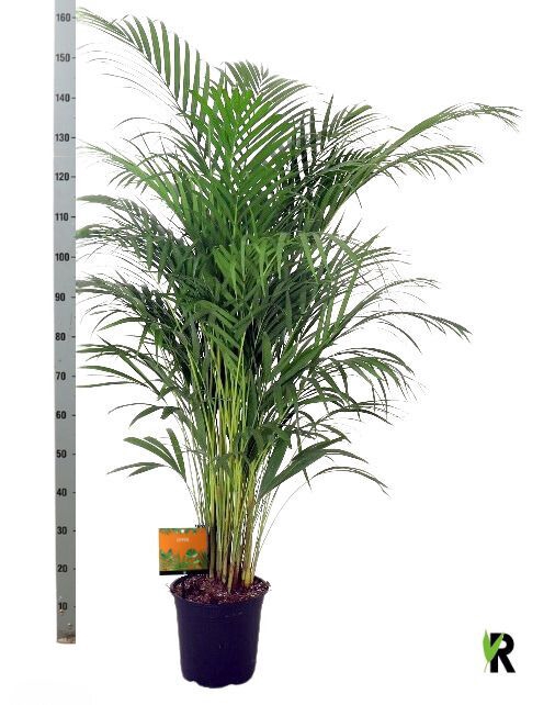 <h4>DYPSIS LUTESCENS</h4>