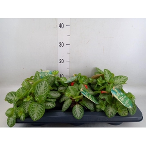 Episcia cupreata 'Minty Imp'