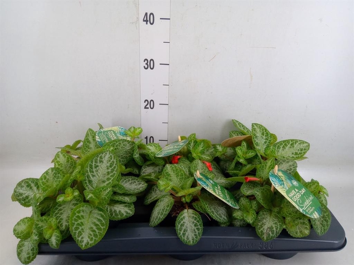 <h4>Episcia cupreata 'Minty Imp'</h4>