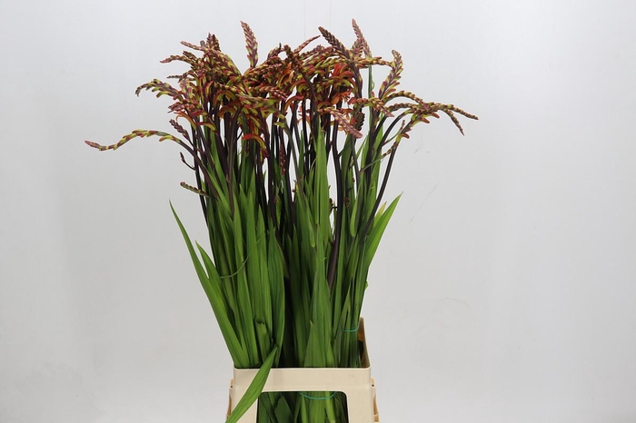 <h4>Chasmanthe Saturnus</h4>