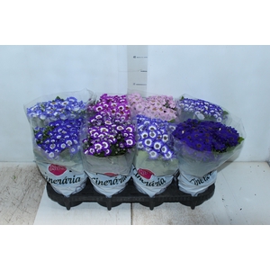 CINERARIA P14