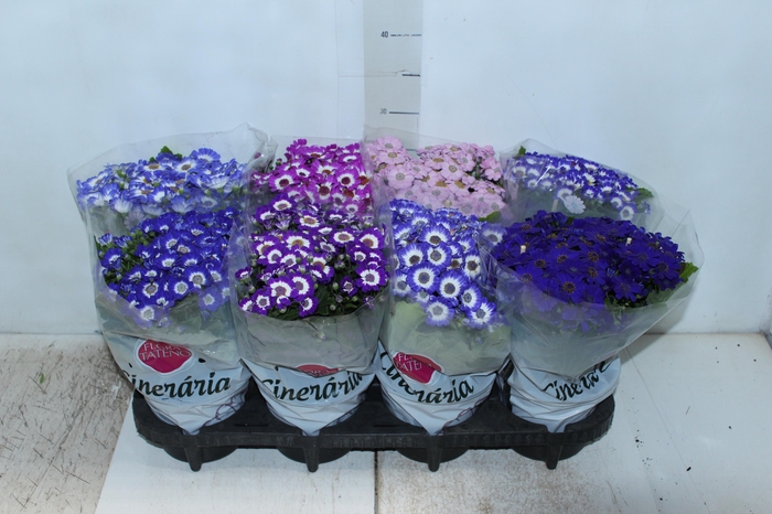 <h4>CINERARIA P14</h4>