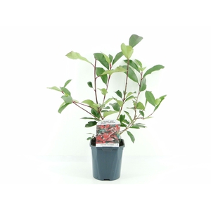 Photinia fras. Red Robin