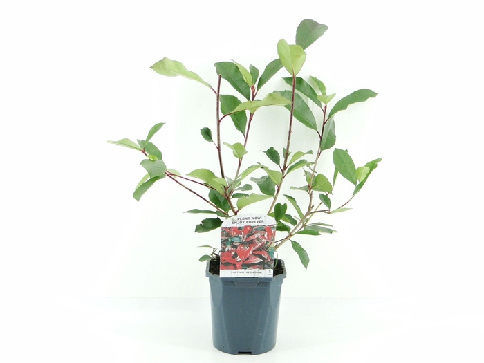 <h4>Photinia fras. Red Robin</h4>