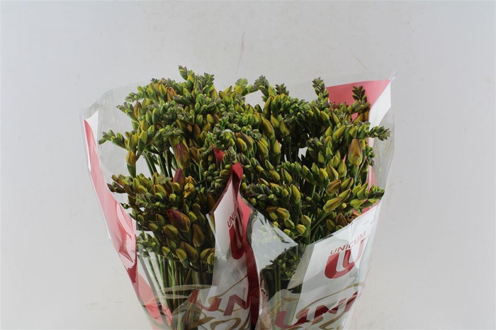 <h4>Fr Du Bastogne Orange</h4>