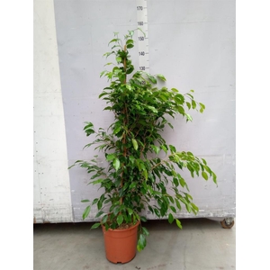 Ficus benja. 'Exotica'