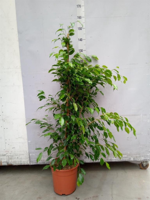 <h4>Ficus benja. 'Exotica'</h4>