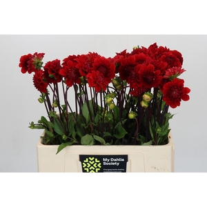 Dahlia Red Cap