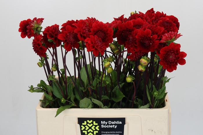 Dahlia Red Cap