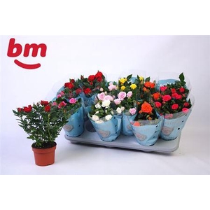 Ro B Monde Gem 7 Srt