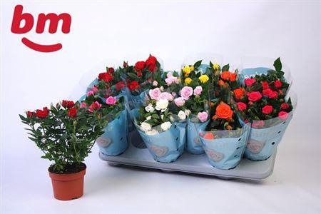 <h4>Ro B Monde Gem 7 Srt</h4>