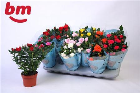 <h4>Ro B Monde Gem 7 Srt</h4>