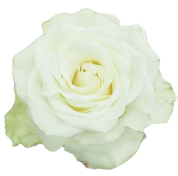 <h4>R Gr Mia White 60cm EC</h4>