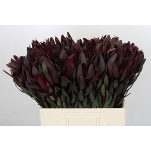 Leucadendron Saf Sunset Dark R.