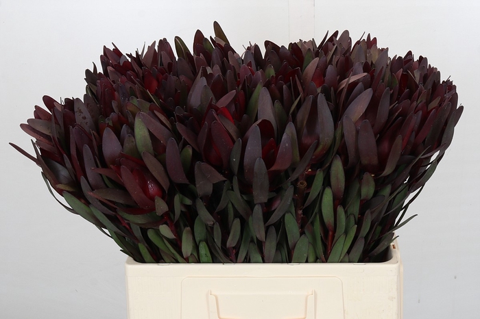 Leucadendron Saf Sunset Dark R.