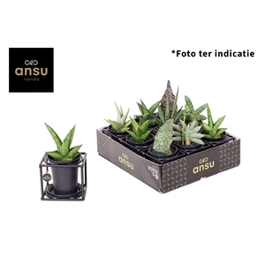 Sansevieria in design frame mix