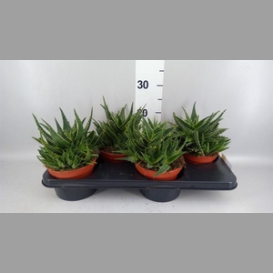 Aloe   ...