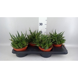 Aloe   ...