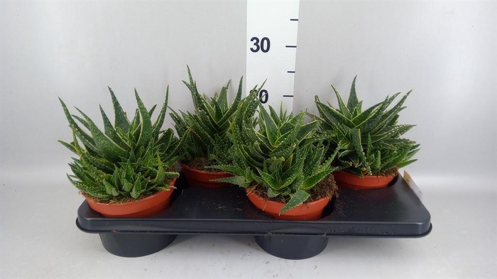 <h4>Aloe   ...</h4>