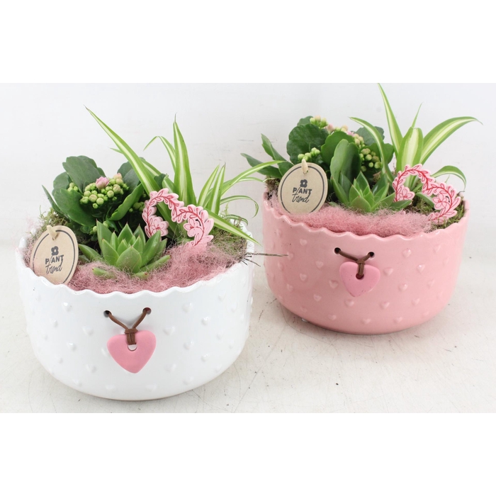 <h4>Arr2 Pl - Ker. Harten Schaal Mix - Roze</h4>