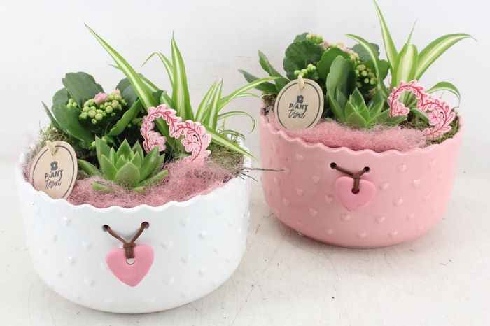 Arr2 Pl - Ker. Harten Schaal Mix - Roze