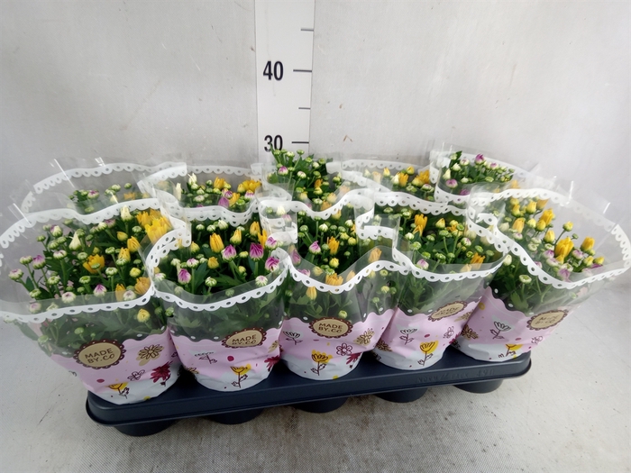 <h4>Chrysanthemum   ..mix/pot</h4>