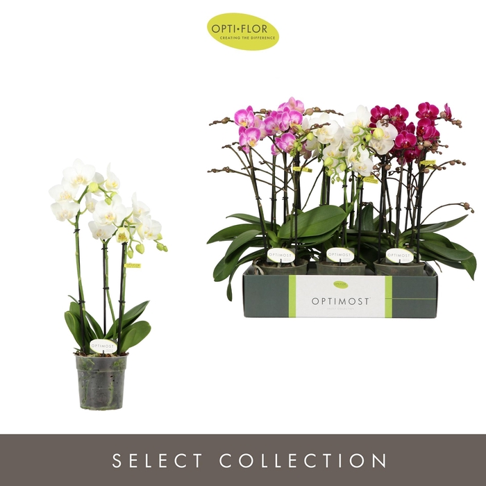 <h4>PHAL OPTIMOST SENSUAL MIX 3 SPIKE</h4>