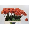 Dahlia Cornel Bronze