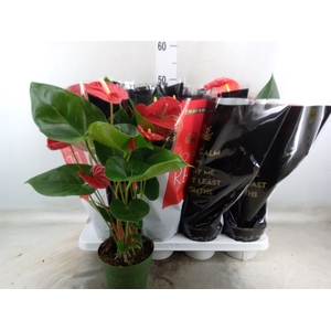 Anthurium   ...mix
